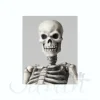 B-Grade Sci-Fi Revoltech Skeletal Warrior