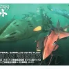 1/1000 Garmillas Ship Set #3